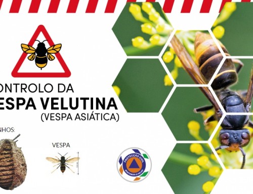 Controlo da Vespa Asiática